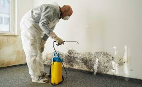 Why You Should Choose Our Mold Remediation Services in Cotulla, TX