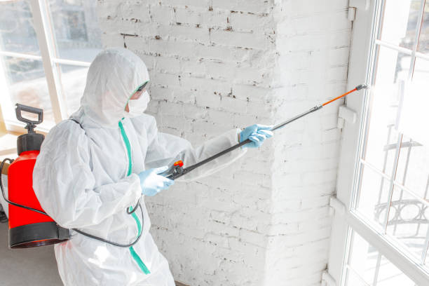 Best Emergency Mold Remediation  in Cotulla, TX